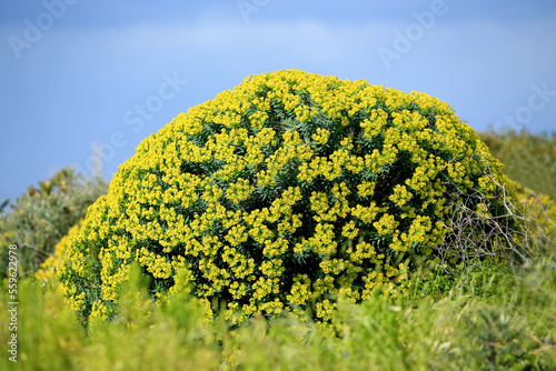 The Tree Spurge (Euphorbia dendroides) on the xerothermic grassland in Crete