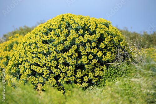 The Tree Spurge (Euphorbia dendroides) on the xerothermic grassland in Crete photo