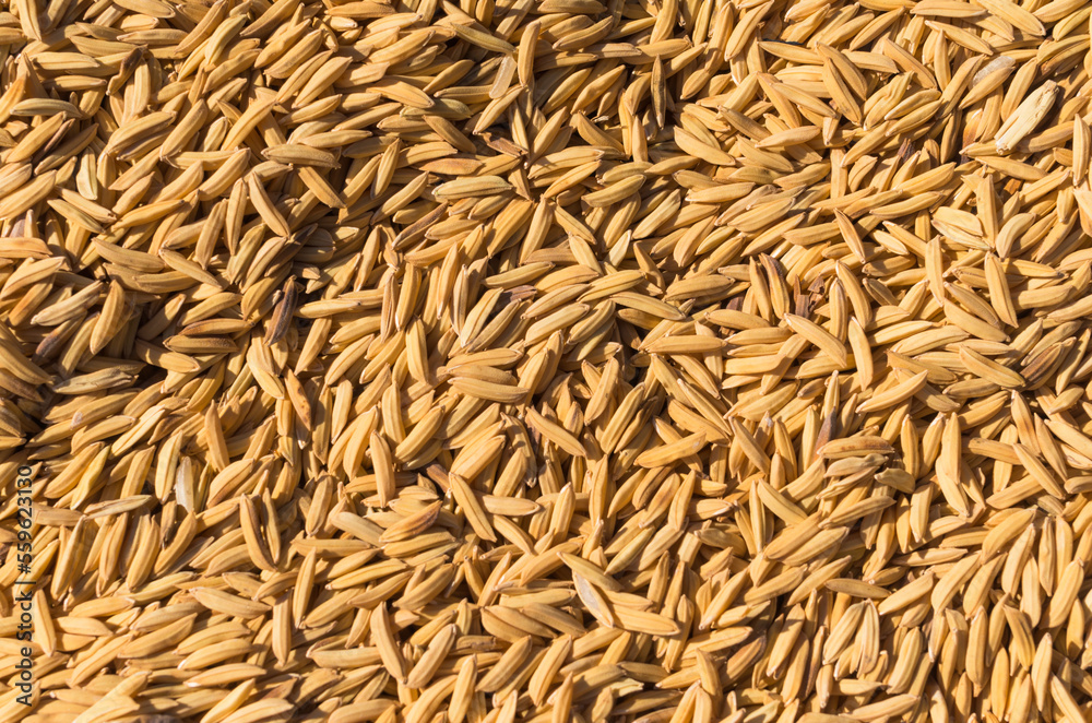 paddy rice seeds from top view