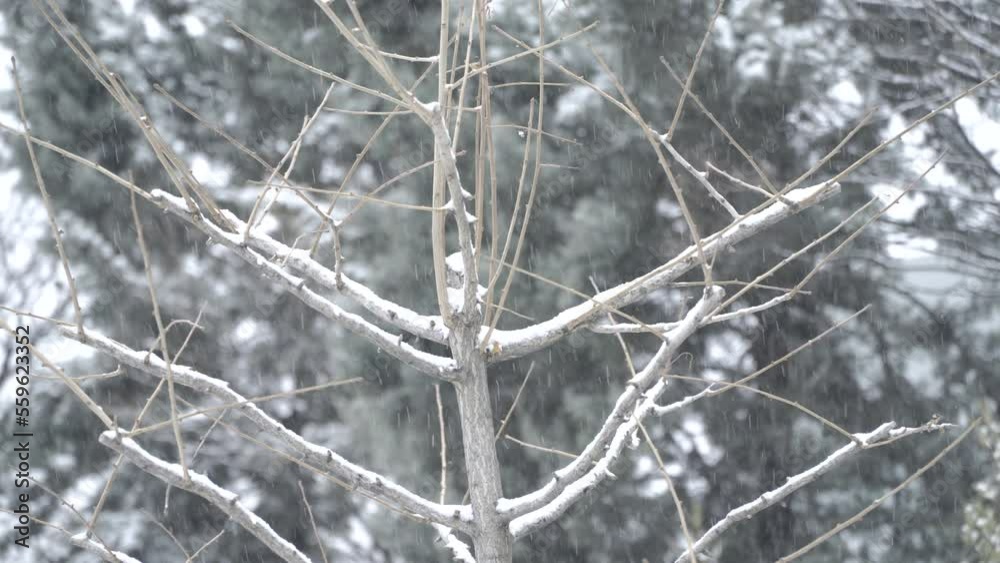 Snow falling on tree branches Snow falling on tree branches