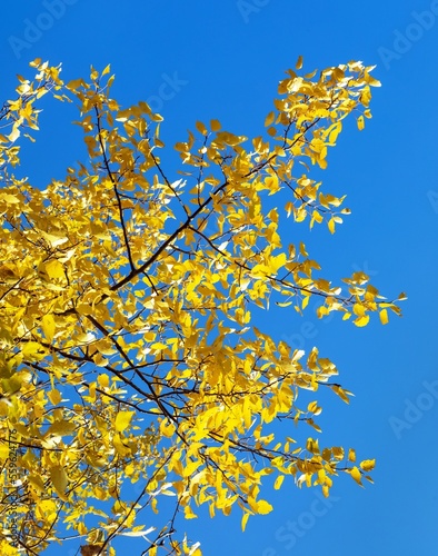 Populus tremula common aspen european aspen quaking