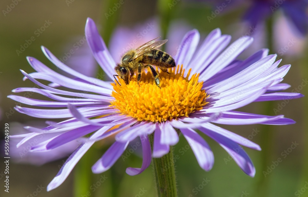 bee honeybee Apis Mellifera honey insect flower bee honeybee Apis Mellifera honey insect flower