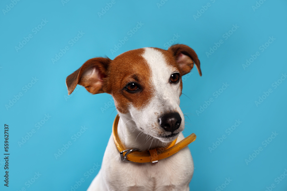 Adorable Jack Russell terrier with collar on light blue background