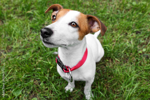Beautiful Jack Russell Terrier in red dog collar outdoors