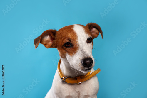Fototapeta Naklejka Na Ścianę i Meble -  Adorable Jack Russell terrier with collar on light blue background