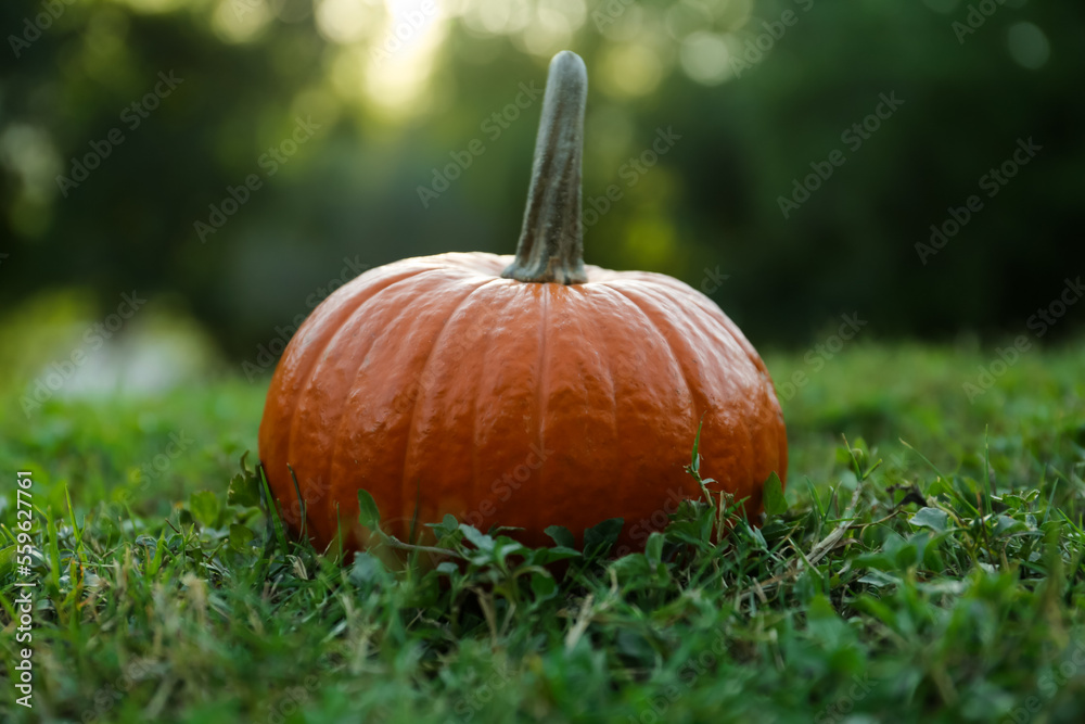Fresh ripe orange pumpkin on green grass Fresh ripe orange pumpkin on green grass