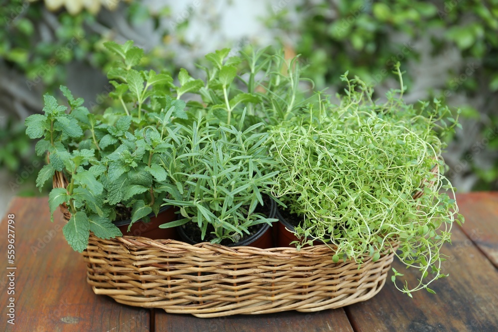 Wicker basket with fresh mint, thyme and rosemary on wooden table outdoors. Aromatic herbs Wicker basket with fresh mint, thyme and rosemary on wooden table outdoors. Aromatic herbs