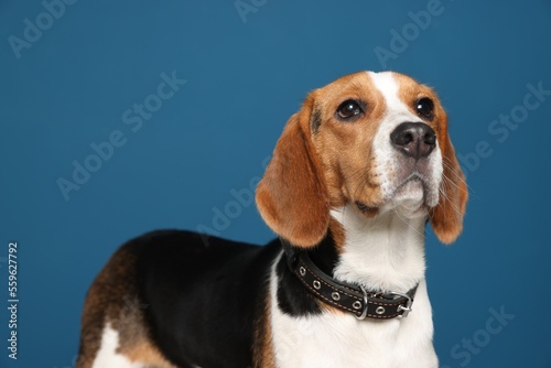 Adorable Beagle dog in stylish collar on dark blue background