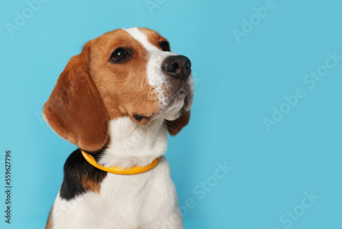 Adorable Beagle dog in stylish collar on light blue background. Space for text