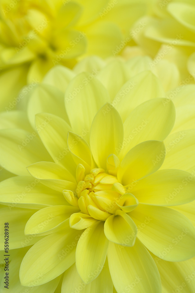 Yellow decorative Dahlia Detail Yellow decorative Dahlia Detail