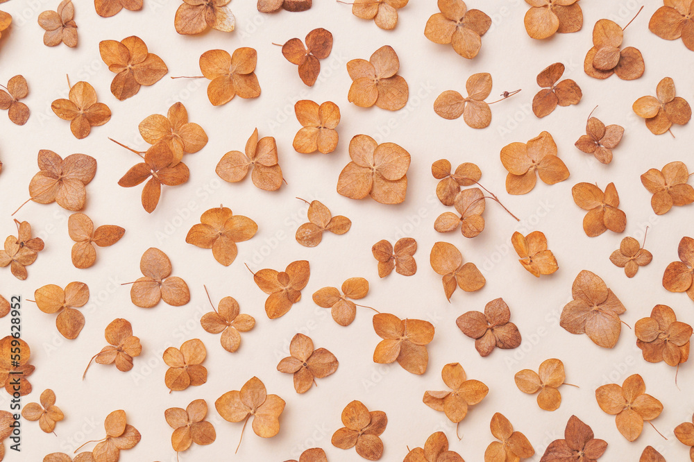 Beautiful dried hortensia flowers on beige background, flat lay Beautiful dried hortensia flowers on beige background, flat lay