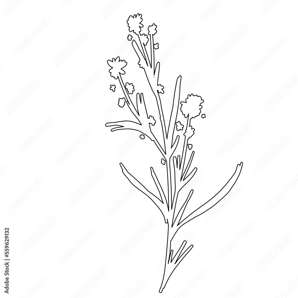 Outline Flower on Branch with Leaves. Floral Illustration. Hand drawn continuous line wild elegant herb. Outline Flower on Branch with Leaves. Floral Illustration. Hand drawn continuous line wild elegant herb.