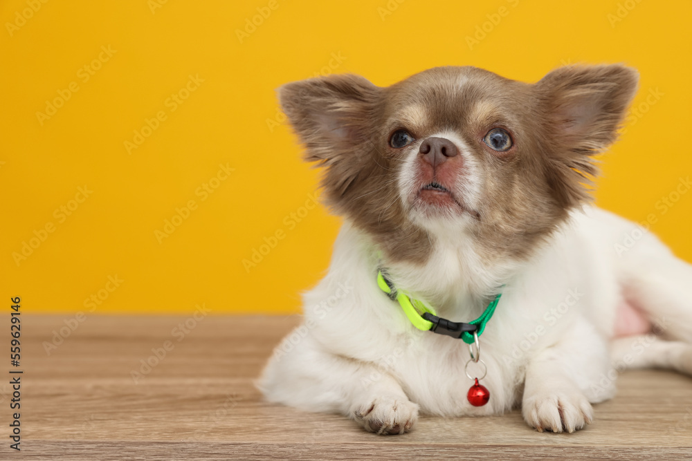 Adorable Chihuahua in dog collar with bell on wooden table against yellow background. Space for text Adorable Chihuahua in dog collar with bell on wooden table against yellow background. Space for text