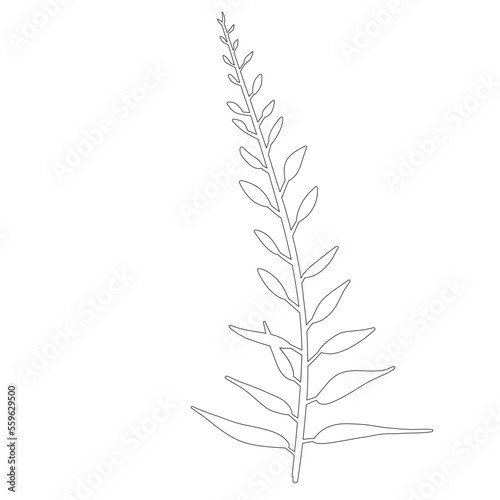 Outline Leaf. Branch with Leaves. Floral Illustration. Hand drawn continuous line wild elegant herb. Sketch Drawing Icon 