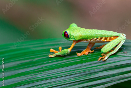 red eyed tree frog costa rica showing its red eyes and hiding in green leaves making use of its camouflage 