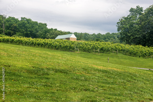 A farmer s hillside vineyard in Virginia.