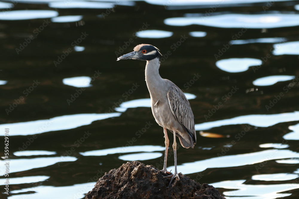 Naklejka premium birds , on the coast