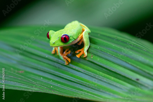 red eyed tree frog costa rica showing its red eyes and hiding in green leaves making use of its camouflage 