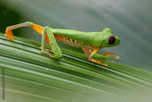 red eyed tree frog costa rica showing its red eyes and hiding in green leaves making use of its camouflage 