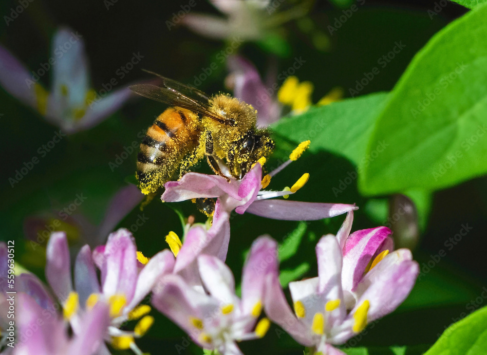 Closeup of a honeybee covered in yellow pollen on a pink flowering bush. Closeup of a honeybee covered in yellow pollen on a pink flowering bush.