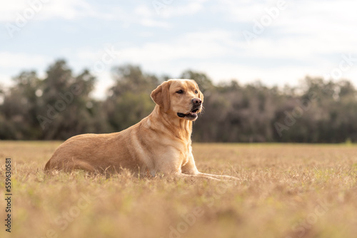 Yellow Labrador retriever in a field. Purebred lab enjoying the park. 
