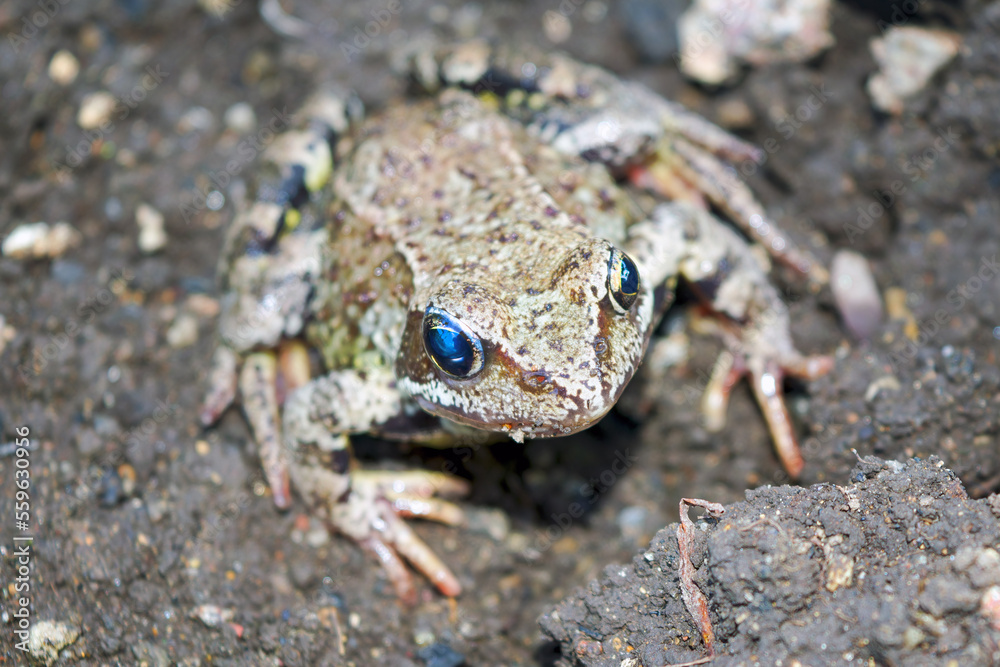 Naklejka premium Closeup portrait of a common European brown frog Rana temporaria on the ground.