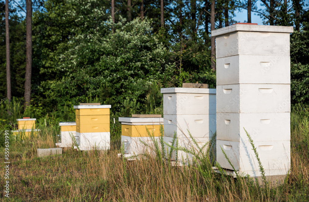Honey beehives at Kennesaw State University's farm, Hickory Grove Farm, Kennesaw, Georgia Honey beehives at Kennesaw State University's farm, Hickory Grove Farm, Kennesaw, Georgia