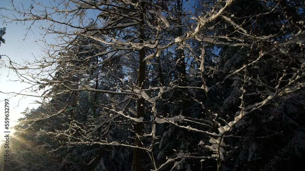Sunny magical winter day in the forest in slow motion Sunny magical winter day in the forest in slow motion
