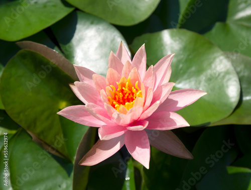 Blooming Lotus flower and Green lotus leaf in the pond