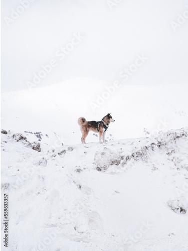 dog in snow