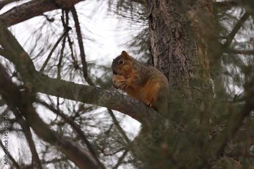 Squirrel eating a nut on a branch © Irukandji