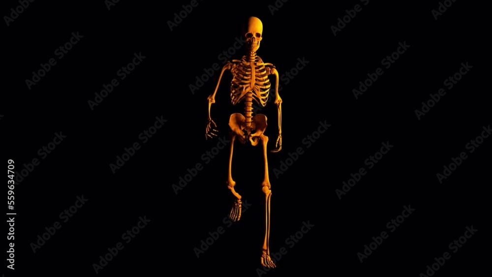 skeleton skeleton