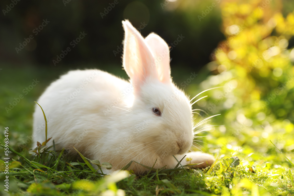 Fototapeta premium Cute white rabbit on green grass outdoors