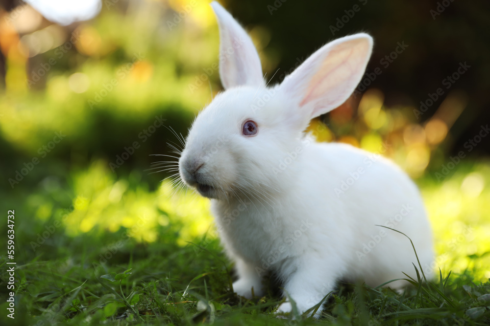 Cute white rabbit on green grass outdoors Cute white rabbit on green grass outdoors