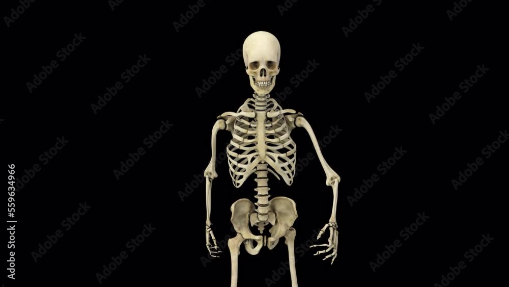 skeleton skeleton