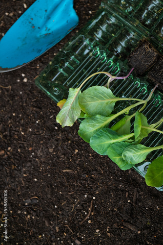 Gardening and agriculture.Romaine lettuce seedlings and blue garden scoop. Lettuce plant set on the ground close-up.Growing bio vegetables in garden