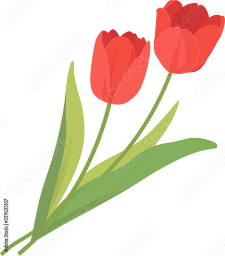 チューリップ 赤_春の花_ベクターイラスト