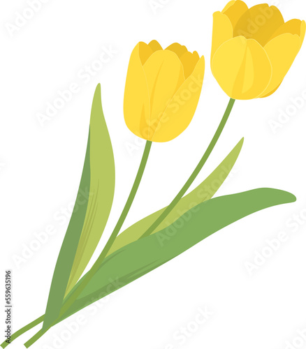 チューリップ 黄色_春の花_ベクターイラスト