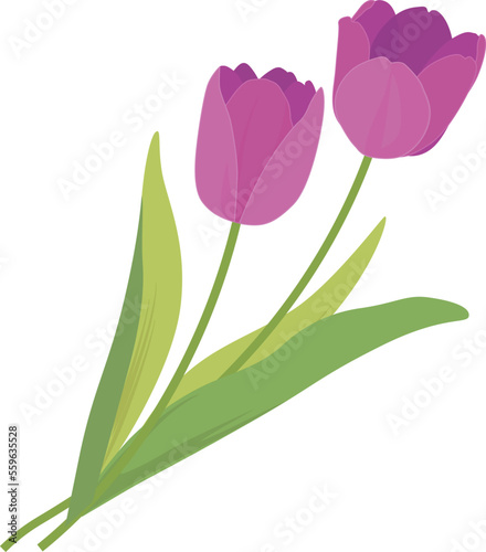 チューリップ 紫_春の花_ベクターイラスト