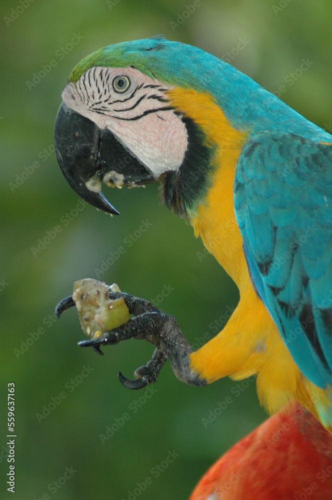 Big blue parrot Ara Hyacinth Macaw with food, Anodorhynchus hyacinthinus