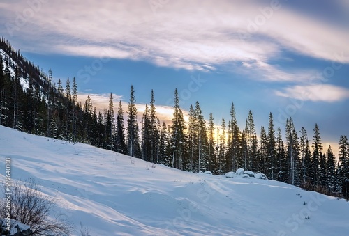 Morning Sky Over Wintry Trees