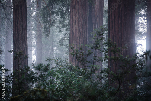 Misty morning in the Redwoods
