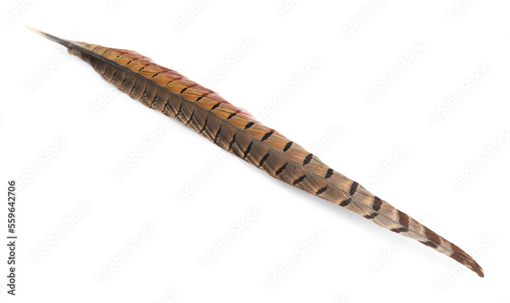 Beautiful brown bird feather isolated on white