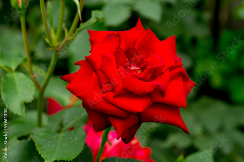 A beautiful red rose in the summer garden