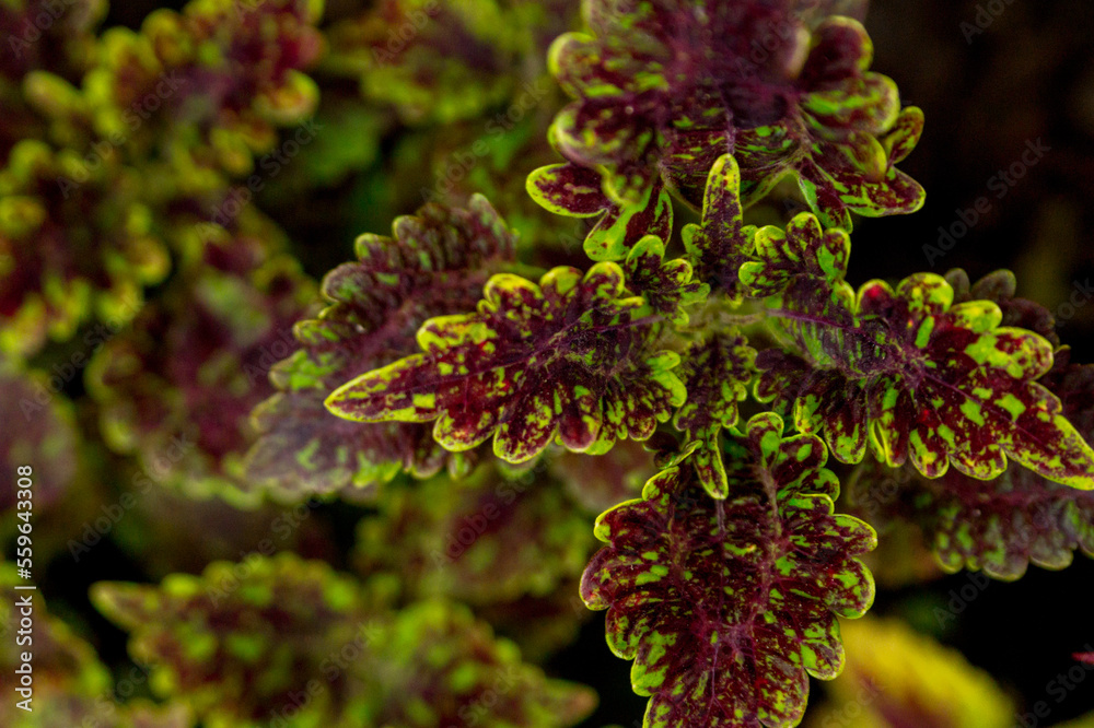 The painted nettle (Coleus scutellarioides) in the summer The painted nettle (Coleus scutellarioides) in the summer