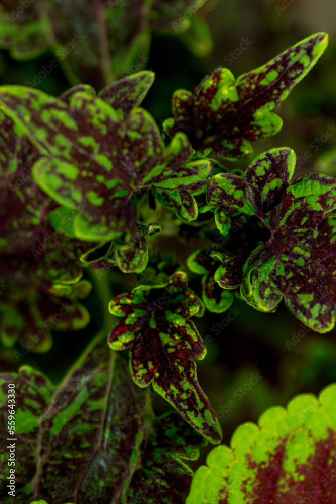 The painted nettle (Coleus scutellarioides) in the summer The painted nettle (Coleus scutellarioides) in the summer