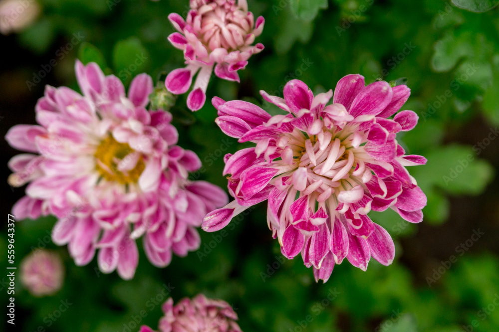 Magenta white chrysanthemums in the summer garden.