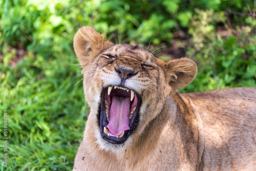 Fototapeta premium Lioness yawning with wide open mouth