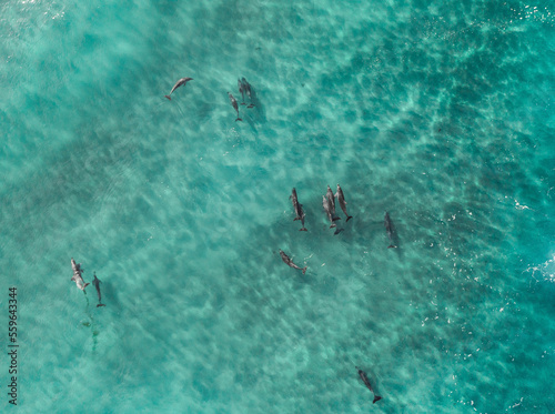 Aerial view of a pod of dolphins in pristine blue water