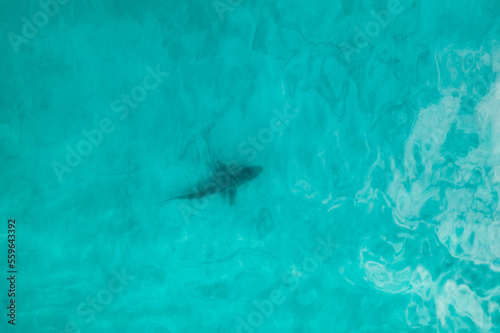 Aerial view of a shark in pristine blue water